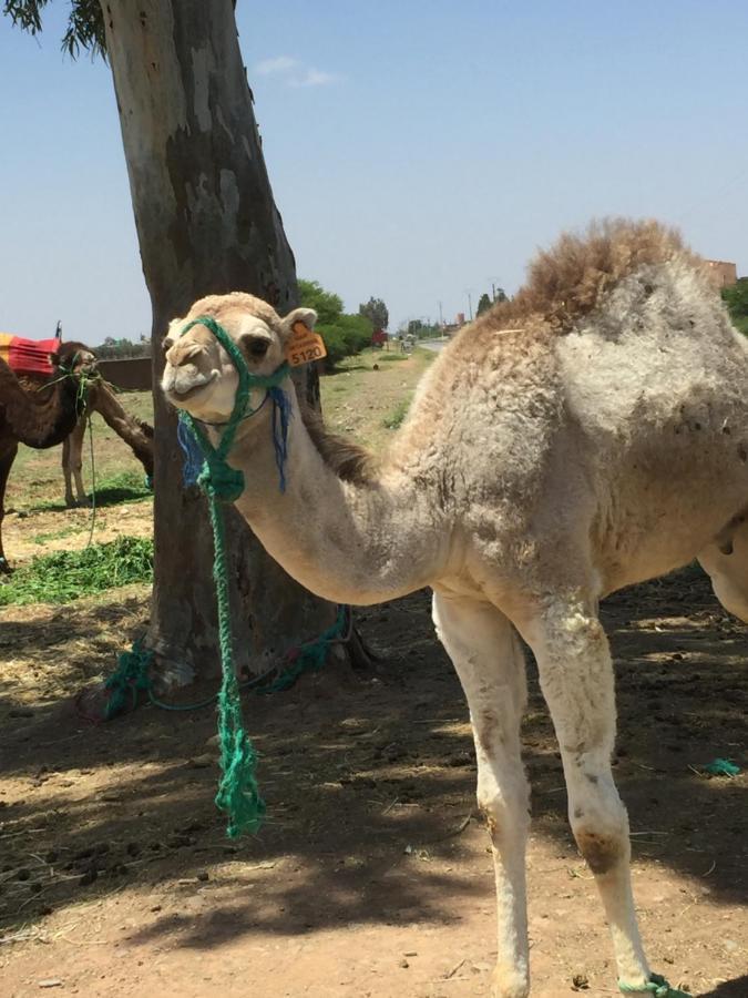 Riad Le Marrakech Berrima Marrákes Kültér fotó